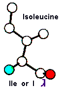 Amino Acid Isoleucine and Hebrew letter Gimel