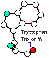 Amino Acid Tryptophan and Hebrew letter Resh