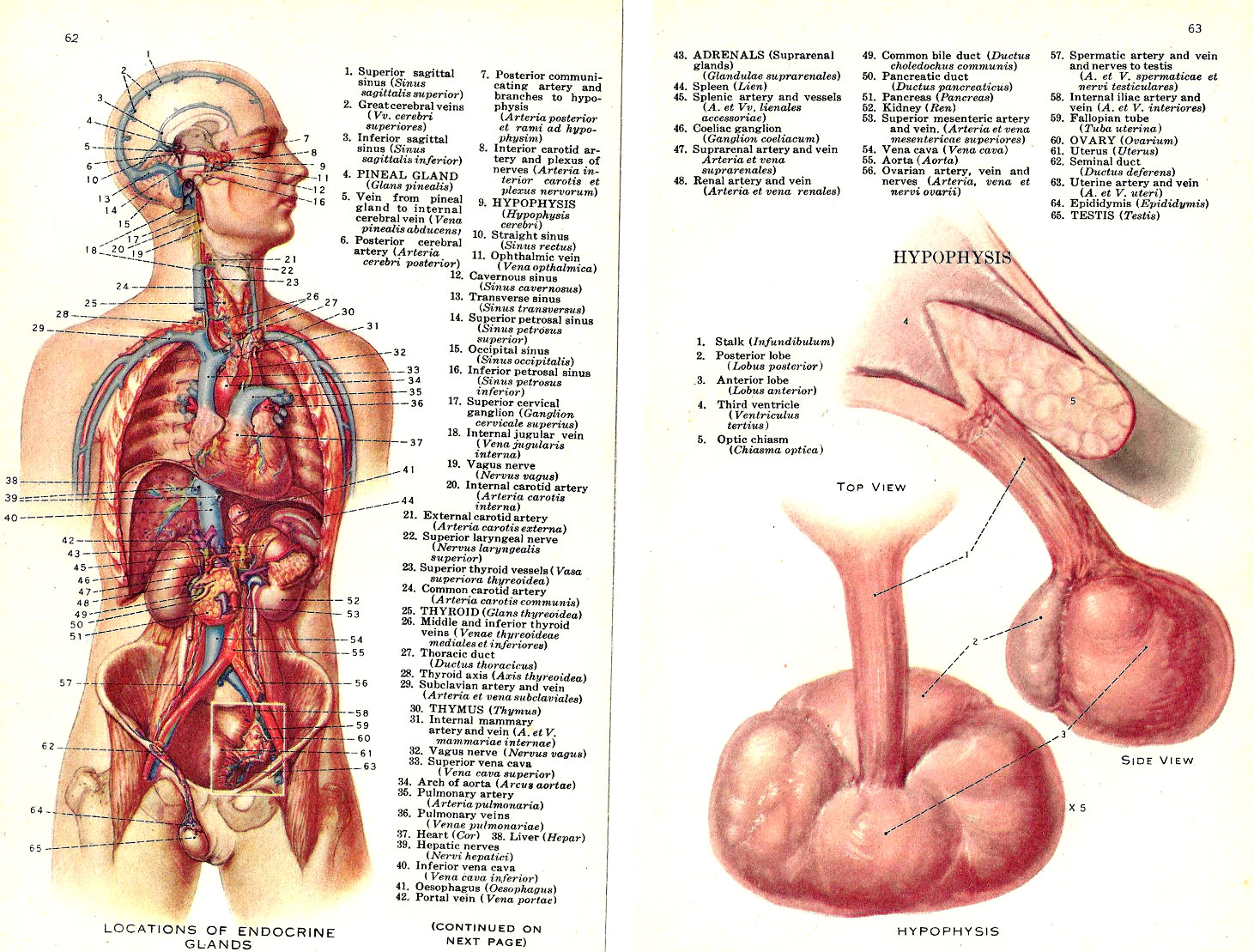 Устройство органов человека фото с описанием