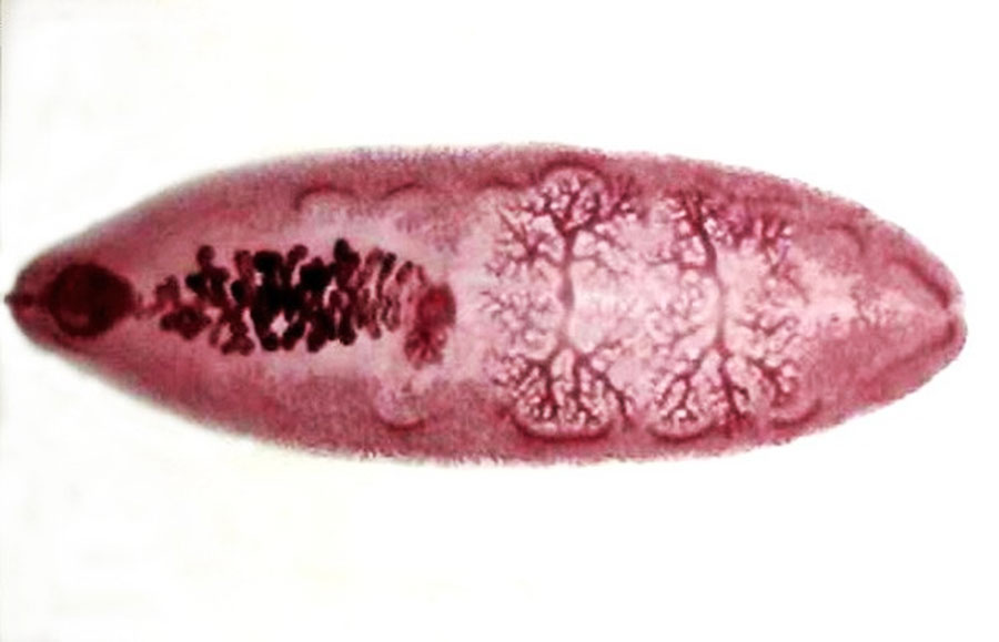Листовидная форма червей. Дигенетические сосальщики (трематоды).